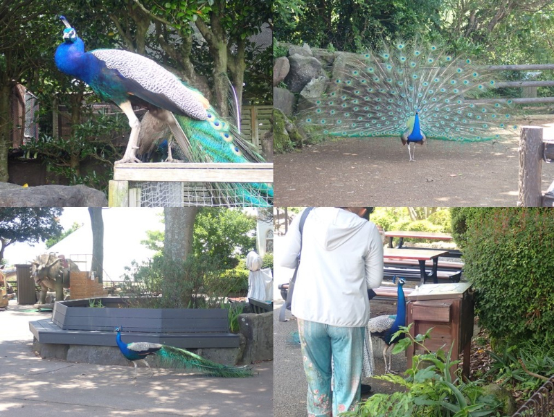 シャボテン動物公園