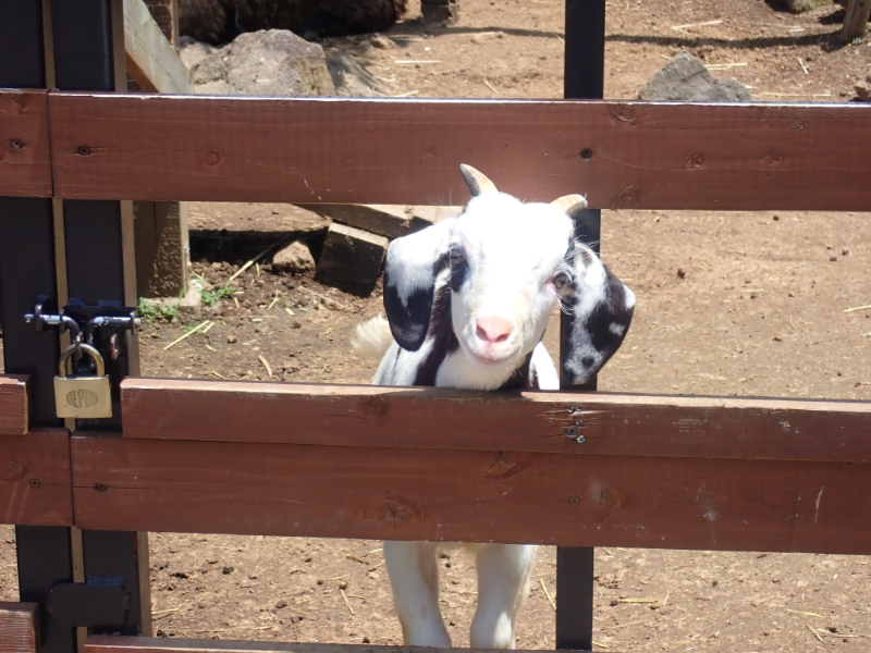 シャボテン動物公園