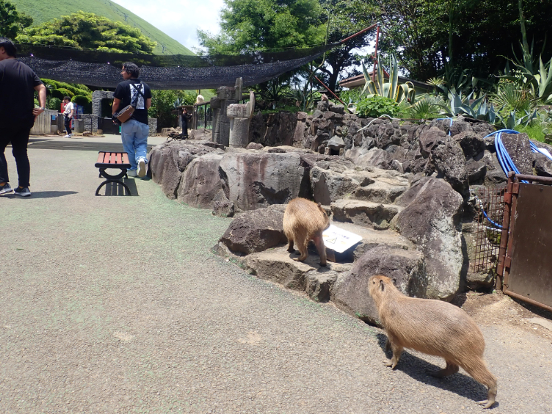 シャボテン動物公園