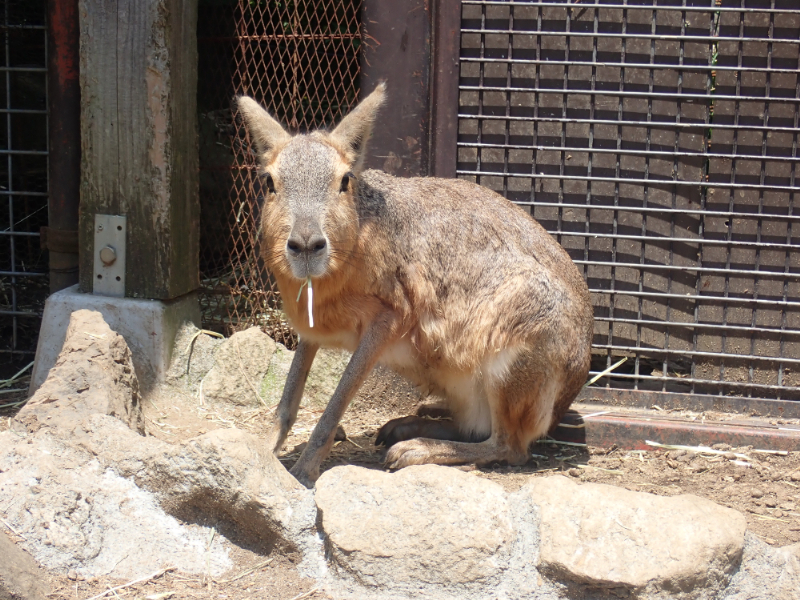 シャボテン動物公園