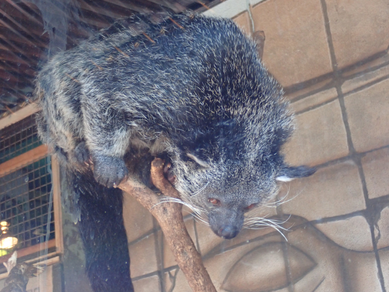 シャボテン動物公園