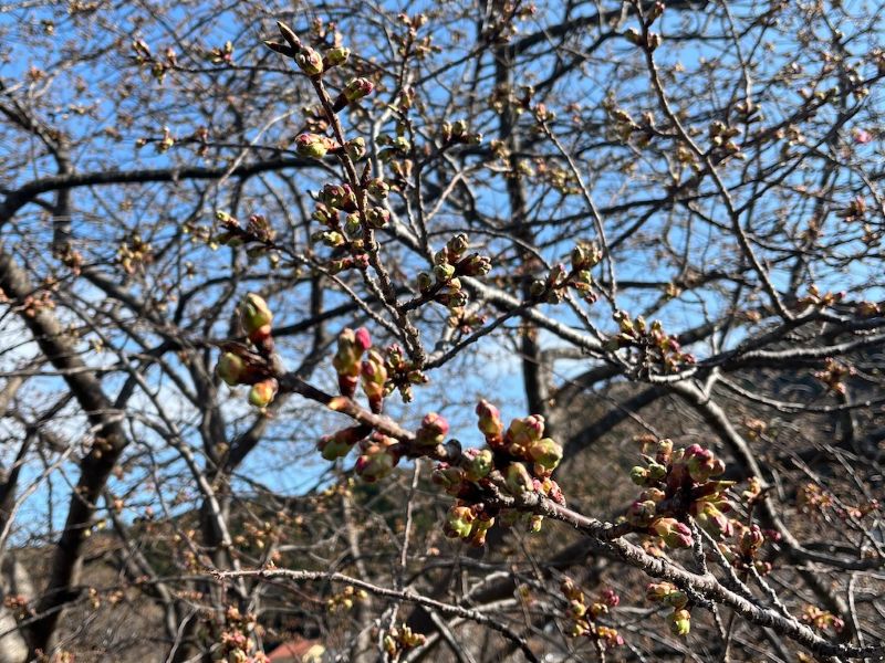 河津桜 ほころび始めたつぼみ