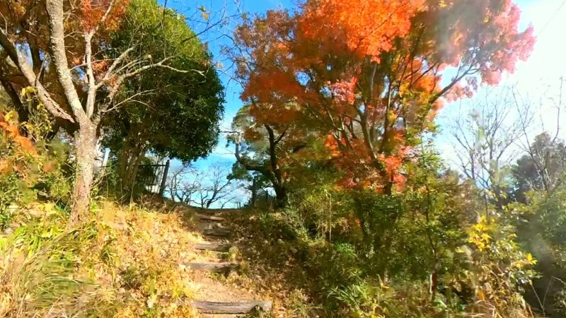 紅葉の木々の間に木段