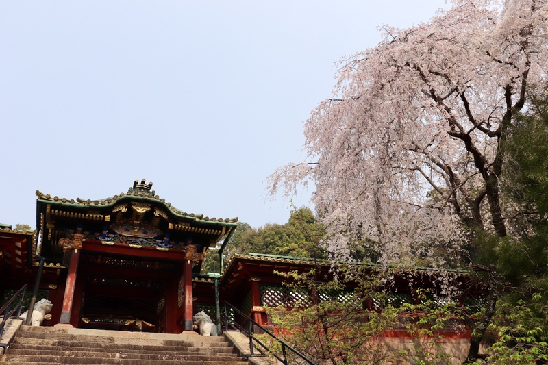 しだれ桜と社殿