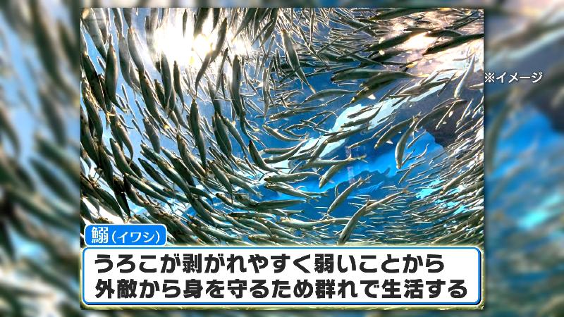 イワシのイメージ画像
