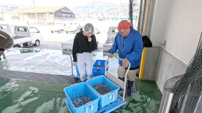 競り落としたシラスを見せてもらう