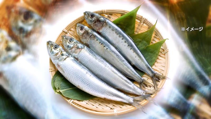 イワシのイメージ画像