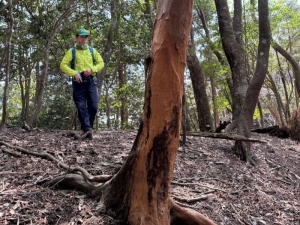 下層植物がない森　皮を剥がれたヒメシャラの木