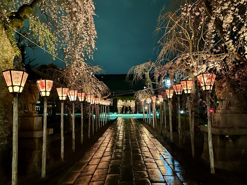 三嶋大社の夜桜ライトアップ