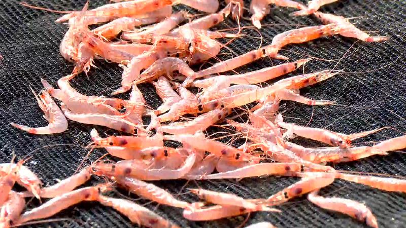 天日干ししているサクラエビ