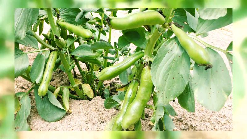 旬食材ソラマメ