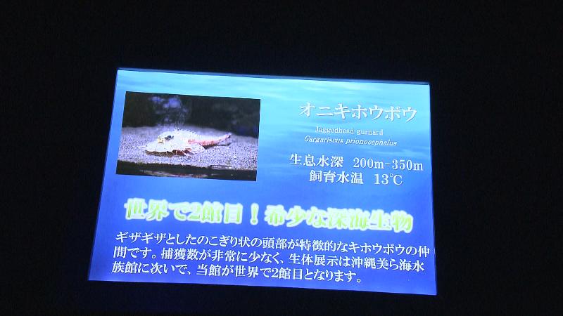 オニキホウボウの展示パネル