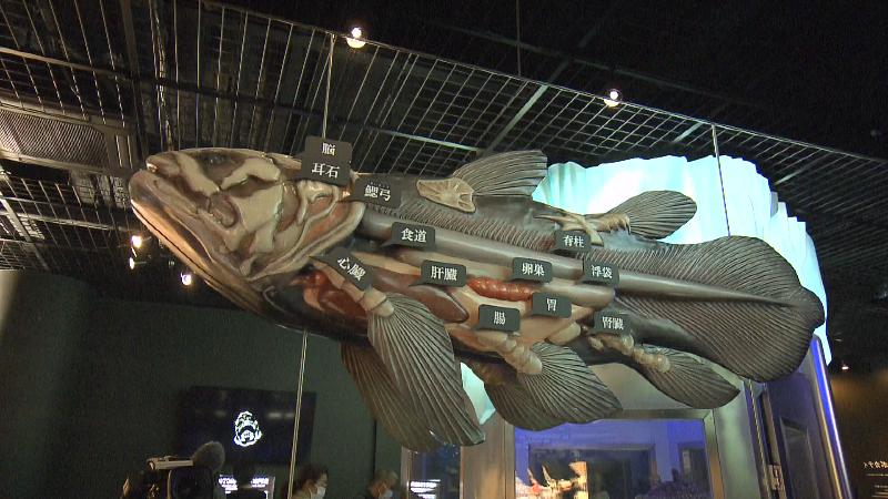 シーラカンスの体のつくりを解説する展示