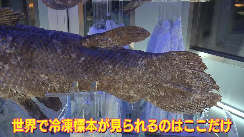 シーラカンスの冷凍標本はうろこまではっきり観察できる
