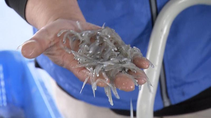 生シラスを手のひらにのせる