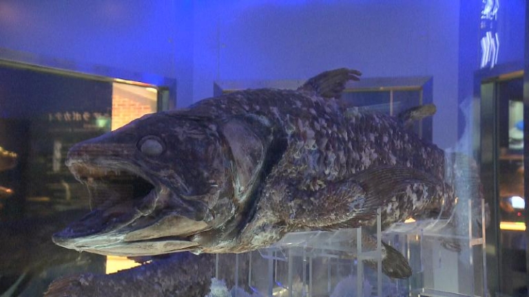 本物のシーラカンスの冷凍展示