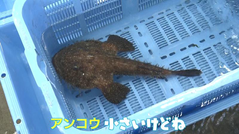 定置網にかかった小さいアンコウ