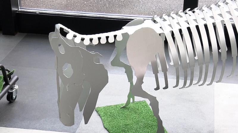 ブタの骨格標本