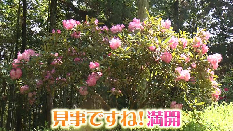 満開のシャクナゲ