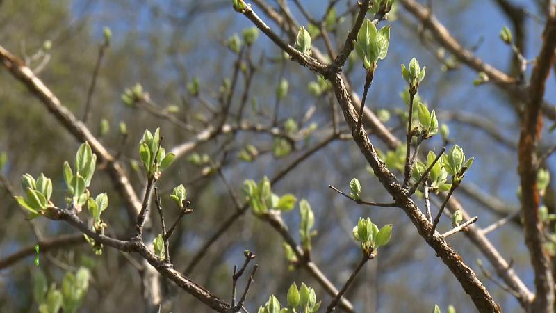 ナンジャモンジャの花
