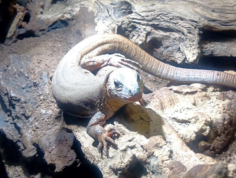 iZooに展示されているは虫類