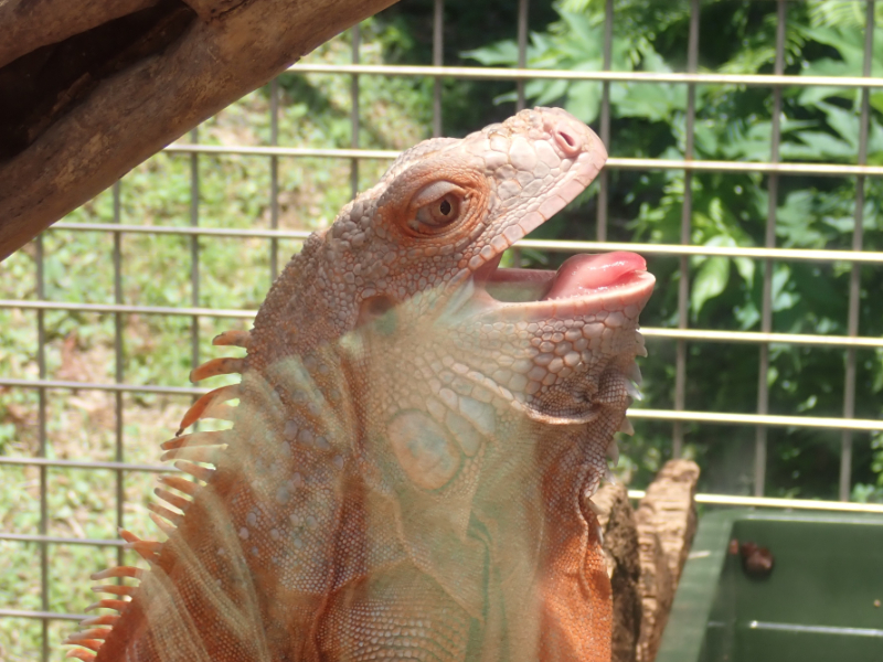 iZooに展示されているは虫類