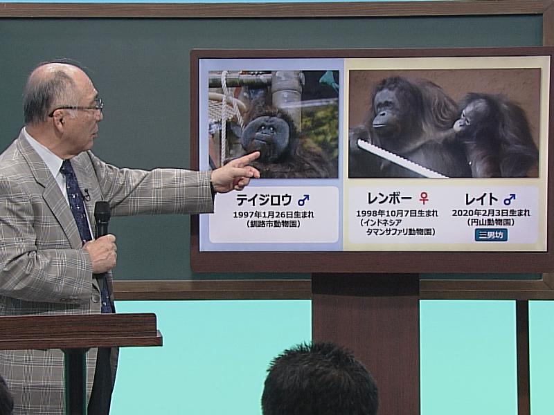 円山動物園の3頭のオラウータン