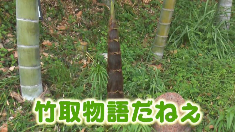 巨大なタケノコ