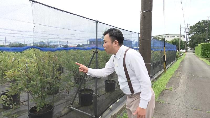 ブルーベリーの実を見るにむらリポーター