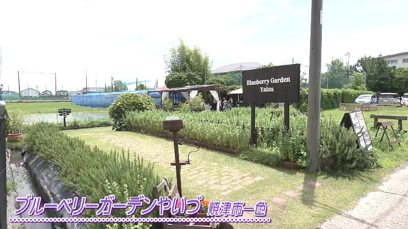 ブルーベリーガーデンやいづ(焼津市一色)