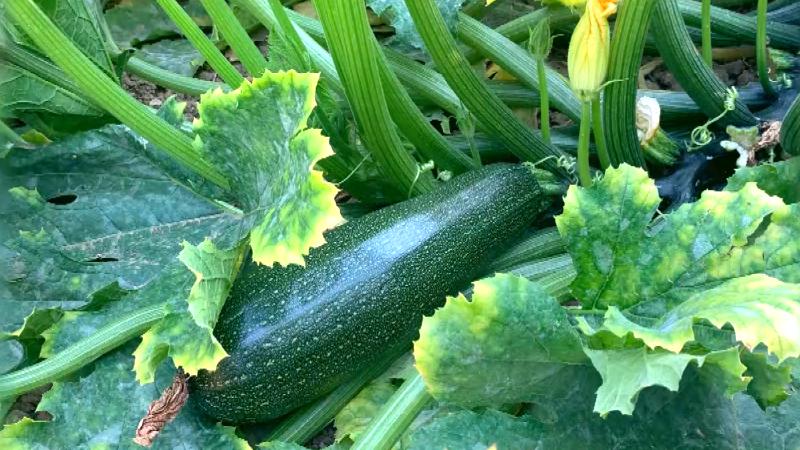 旬のズッキーニ