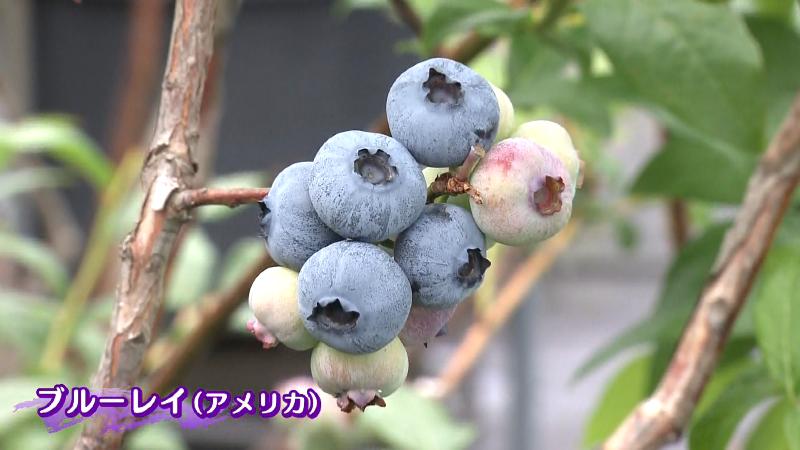 ブルーベリーの品種「ブルーレイ(アメリカ)」