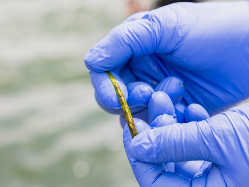 アマモを詳しく調べる