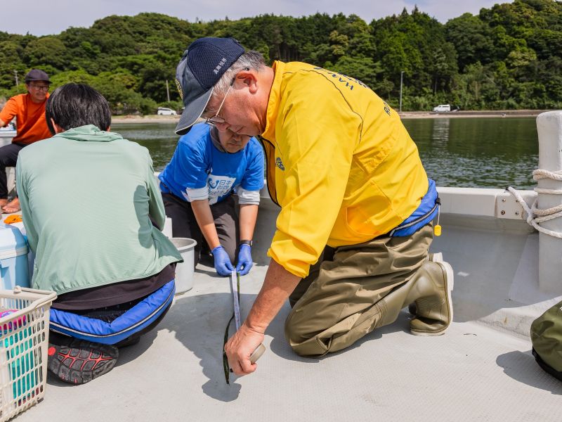アマモの長さを計測する