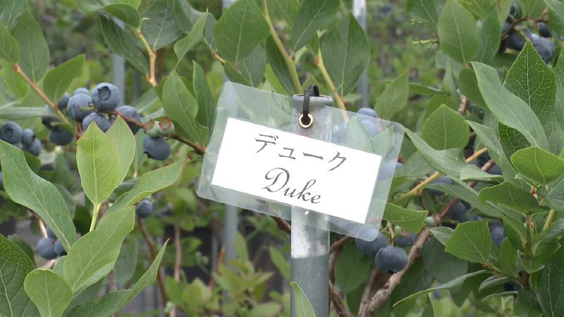ブルーベリーの品種「デューク」