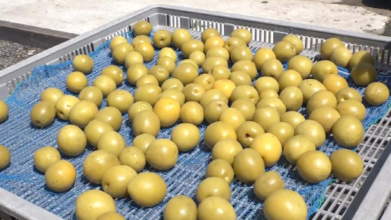 ウメの実の天日干し