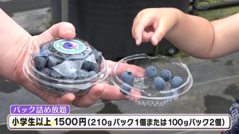 パック詰め放題「小学生以上1500円」