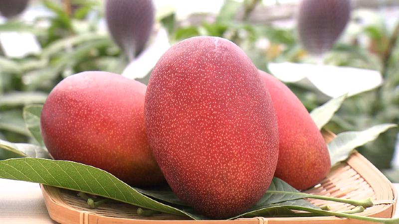 みしまマンゴー