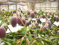 ハウスの中のたくさんのマンゴー