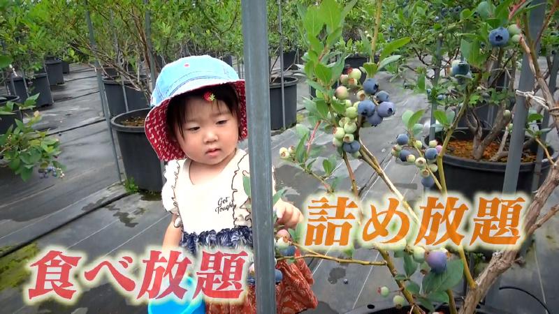 ブルーベリー狩りをする子供