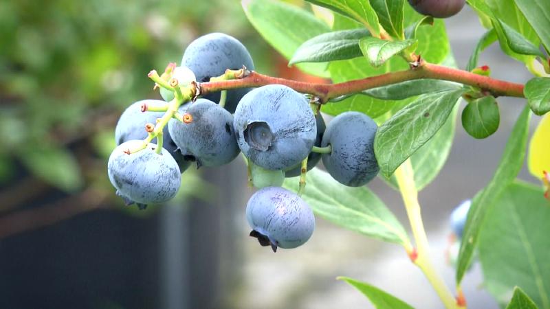 ブルーベリーの実