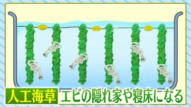 人工海草「エビの隠れ家になる」