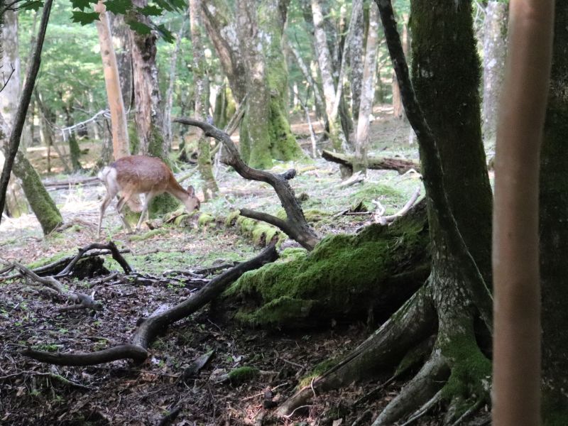 登山中に出会ったシカ