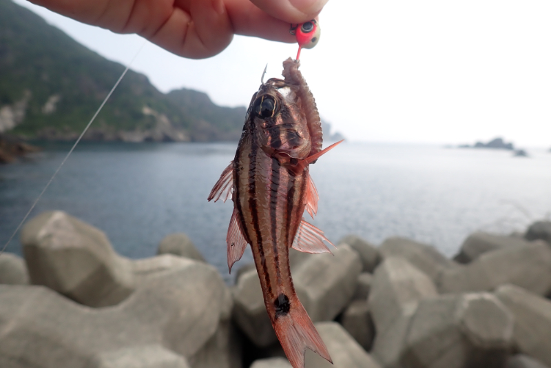 穴釣りでゲットした魚