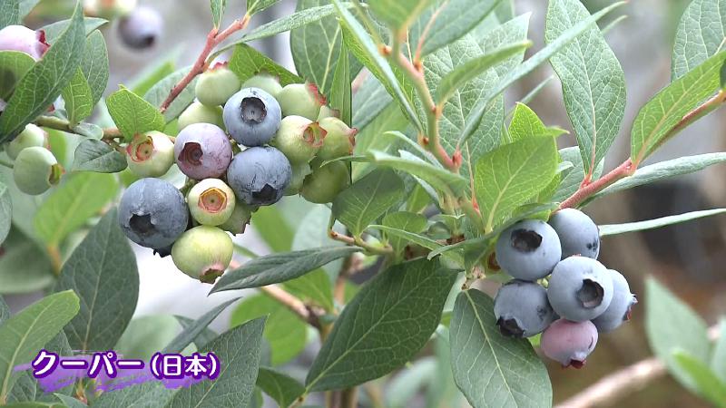 ブルーベリーの品種「クーパー(日本）」