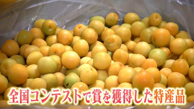 摘み取られたウメの実