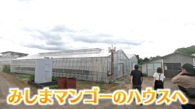 みしまマンゴーのハウス