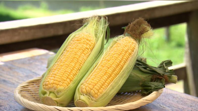 静岡県産ゴールドラッシュ