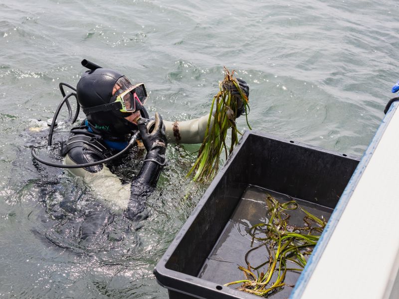 アマモのサンプルを採取するダイバー