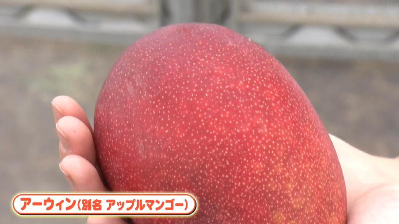 アーウィン(別名アップルマンゴー)